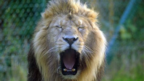 best bank account for students|Fota Wildlife Park cyberattack: Criminals tried to .